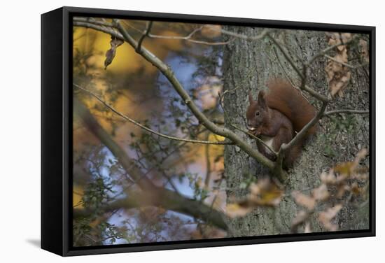 Red Squirrel (Sciurus Vulgaris) Feeding, Klampenborg Dyrehaven, Denmark, October 2008-Möllers-Framed Stretched Canvas