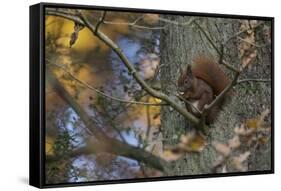 Red Squirrel (Sciurus Vulgaris) Feeding, Klampenborg Dyrehaven, Denmark, October 2008-Möllers-Framed Stretched Canvas