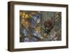 Red Squirrel (Sciurus Vulgaris) Feeding, Klampenborg Dyrehaven, Denmark, October 2008-Möllers-Framed Premium Photographic Print