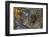 Red Squirrel (Sciurus Vulgaris) Feeding, Klampenborg Dyrehaven, Denmark, October 2008-Möllers-Framed Premium Photographic Print