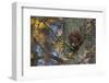 Red Squirrel (Sciurus Vulgaris) Feeding, Klampenborg Dyrehaven, Denmark, October 2008-Möllers-Framed Premium Photographic Print