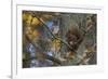 Red Squirrel (Sciurus Vulgaris) Feeding, Klampenborg Dyrehaven, Denmark, October 2008-Möllers-Framed Photographic Print