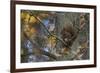 Red Squirrel (Sciurus Vulgaris) Feeding, Klampenborg Dyrehaven, Denmark, October 2008-Möllers-Framed Photographic Print