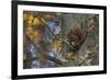 Red Squirrel (Sciurus Vulgaris) Feeding, Klampenborg Dyrehaven, Denmark, October 2008-Möllers-Framed Photographic Print