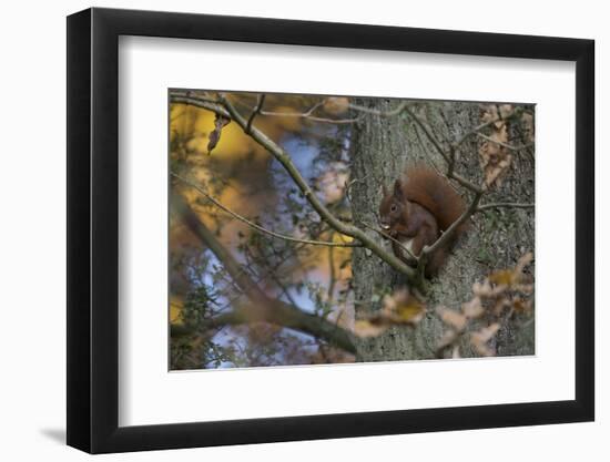 Red Squirrel (Sciurus Vulgaris) Feeding, Klampenborg Dyrehaven, Denmark, October 2008-Möllers-Framed Photographic Print