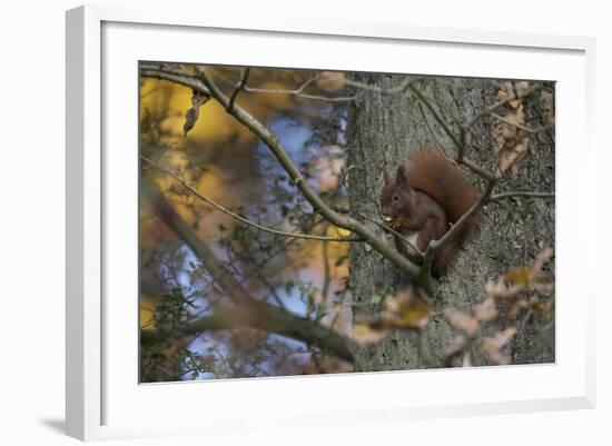 Red Squirrel (Sciurus Vulgaris) Feeding, Klampenborg Dyrehaven, Denmark, October 2008-Möllers-Framed Photographic Print