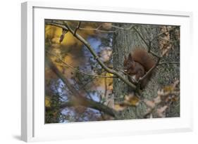 Red Squirrel (Sciurus Vulgaris) Feeding, Klampenborg Dyrehaven, Denmark, October 2008-Möllers-Framed Photographic Print