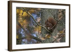 Red Squirrel (Sciurus Vulgaris) Feeding, Klampenborg Dyrehaven, Denmark, October 2008-Möllers-Framed Photographic Print