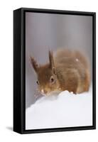 Red Squirrel (Sciurus Vulgaris) Foraging in Snow, Glenfeshie, Cairngorms Np, Scotland, February-Cairns-Framed Stretched Canvas