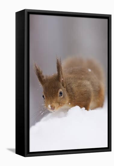 Red Squirrel (Sciurus Vulgaris) Foraging in Snow, Glenfeshie, Cairngorms Np, Scotland, February-Cairns-Framed Stretched Canvas