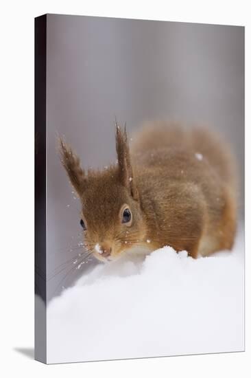 Red Squirrel (Sciurus Vulgaris) Foraging in Snow, Glenfeshie, Cairngorms Np, Scotland, February-Cairns-Stretched Canvas
