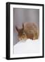 Red Squirrel (Sciurus Vulgaris) Foraging in Snow, Glenfeshie, Cairngorms Np, Scotland, February-Cairns-Framed Photographic Print