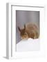 Red Squirrel (Sciurus Vulgaris) Foraging in Snow, Glenfeshie, Cairngorms Np, Scotland, February-Cairns-Framed Photographic Print