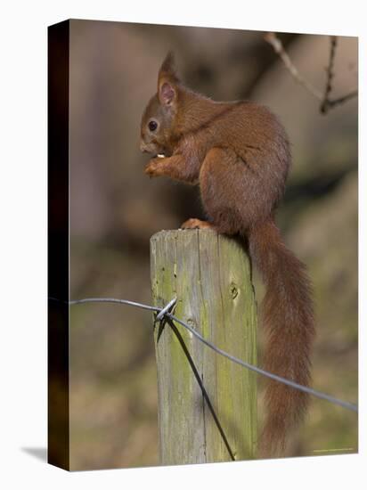 Red Squirrel (Sciurus Vulgaris), Formby, Liverpool, England, United Kingdom, Europe-Ann & Steve Toon-Stretched Canvas
