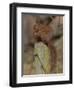 Red Squirrel (Sciurus Vulgaris), Formby, Liverpool, England, United Kingdom, Europe-Ann & Steve Toon-Framed Photographic Print