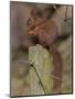 Red Squirrel (Sciurus Vulgaris), Formby, Liverpool, England, United Kingdom, Europe-Ann & Steve Toon-Mounted Photographic Print