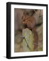 Red Squirrel (Sciurus Vulgaris), Formby, Liverpool, England, United Kingdom, Europe-Ann & Steve Toon-Framed Photographic Print