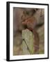 Red Squirrel (Sciurus Vulgaris), Formby, Liverpool, England, United Kingdom, Europe-Ann & Steve Toon-Framed Photographic Print