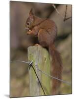 Red Squirrel (Sciurus Vulgaris), Formby, Liverpool, England, United Kingdom, Europe-Ann & Steve Toon-Mounted Photographic Print