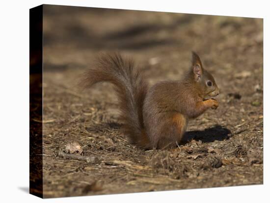 Red Squirrel, Sciurus Vulgaris, Formby, Liverpool, England, United Kingdom-Steve & Ann Toon-Stretched Canvas