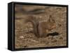 Red Squirrel, Sciurus Vulgaris, Formby, Liverpool, England, United Kingdom-Steve & Ann Toon-Framed Stretched Canvas