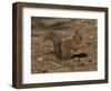 Red Squirrel, Sciurus Vulgaris, Formby, Liverpool, England, United Kingdom-Steve & Ann Toon-Framed Photographic Print