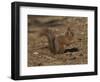 Red Squirrel, Sciurus Vulgaris, Formby, Liverpool, England, United Kingdom-Steve & Ann Toon-Framed Photographic Print