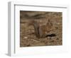 Red Squirrel, Sciurus Vulgaris, Formby, Liverpool, England, United Kingdom-Steve & Ann Toon-Framed Photographic Print