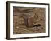 Red Squirrel, Sciurus Vulgaris, Formby, Liverpool, England, United Kingdom-Steve & Ann Toon-Framed Photographic Print