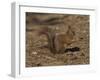 Red Squirrel, Sciurus Vulgaris, Formby, Liverpool, England, United Kingdom-Steve & Ann Toon-Framed Photographic Print