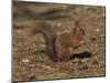 Red Squirrel, Sciurus Vulgaris, Formby, Liverpool, England, United Kingdom-Steve & Ann Toon-Mounted Photographic Print