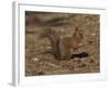Red Squirrel, Sciurus Vulgaris, Formby, Liverpool, England, United Kingdom-Steve & Ann Toon-Framed Photographic Print