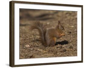 Red Squirrel, Sciurus Vulgaris, Formby, Liverpool, England, United Kingdom-Steve & Ann Toon-Framed Photographic Print