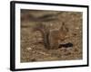 Red Squirrel, Sciurus Vulgaris, Formby, Liverpool, England, United Kingdom-Steve & Ann Toon-Framed Photographic Print