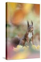 Red Squirrel (Sciurus Vulgaris) in Autumnal Woodland Leaflitter, the Netherlands, November-Edwin Giesbers-Stretched Canvas