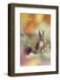 Red Squirrel (Sciurus Vulgaris) in Autumnal Woodland Leaflitter, the Netherlands, November-Edwin Giesbers-Framed Photographic Print