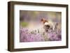 Red squirrel (Sciurus vulgaris) in blooming heather, Cairngorms National Park, Scotland, United Kin-Kevin Morgans-Framed Photographic Print