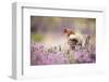 Red squirrel (Sciurus vulgaris) in blooming heather, Cairngorms National Park, Scotland, United Kin-Kevin Morgans-Framed Photographic Print