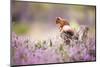 Red squirrel (Sciurus vulgaris) in blooming heather, Cairngorms National Park, Scotland, United Kin-Kevin Morgans-Mounted Photographic Print