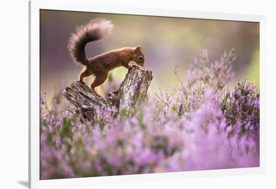 Red squirrel (Sciurus vulgaris) in blooming heather, Cairngorms National Park, Scotland, United Kin-Kevin Morgans-Framed Photographic Print