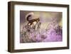 Red squirrel (Sciurus vulgaris) in blooming heather, Cairngorms National Park, Scotland, United Kin-Kevin Morgans-Framed Premium Photographic Print