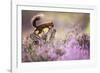 Red squirrel (Sciurus vulgaris) in blooming heather, Cairngorms National Park, Scotland, United Kin-Kevin Morgans-Framed Photographic Print