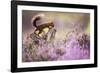 Red squirrel (Sciurus vulgaris) in blooming heather, Cairngorms National Park, Scotland, United Kin-Kevin Morgans-Framed Photographic Print