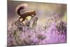 Red squirrel (Sciurus vulgaris) in blooming heather, Cairngorms National Park, Scotland, United Kin-Kevin Morgans-Mounted Photographic Print