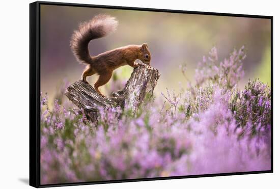 Red squirrel (Sciurus vulgaris) in blooming heather, Cairngorms National Park, Scotland, United Kin-Kevin Morgans-Framed Stretched Canvas