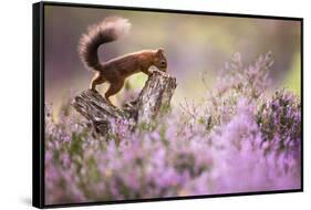 Red squirrel (Sciurus vulgaris) in blooming heather, Cairngorms National Park, Scotland, United Kin-Kevin Morgans-Framed Stretched Canvas