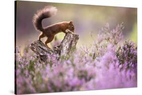 Red squirrel (Sciurus vulgaris) in blooming heather, Cairngorms National Park, Scotland, United Kin-Kevin Morgans-Stretched Canvas