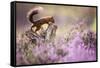 Red squirrel (Sciurus vulgaris) in blooming heather, Cairngorms National Park, Scotland, United Kin-Kevin Morgans-Framed Stretched Canvas