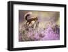 Red squirrel (Sciurus vulgaris) in blooming heather, Cairngorms National Park, Scotland, United Kin-Kevin Morgans-Framed Photographic Print