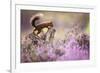 Red squirrel (Sciurus vulgaris) in blooming heather, Cairngorms National Park, Scotland, United Kin-Kevin Morgans-Framed Photographic Print